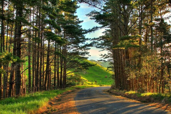 Nuova svolta della strada attraverso alti pini