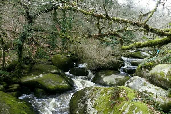 Ruisseau de montagne qui coule à travers les arbres tombés