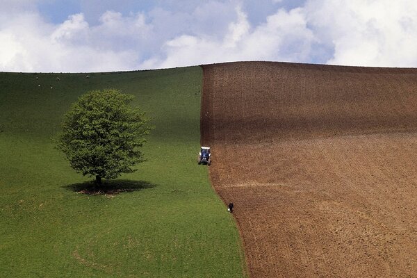 In the field, a tractor plows the land for sowing wheat