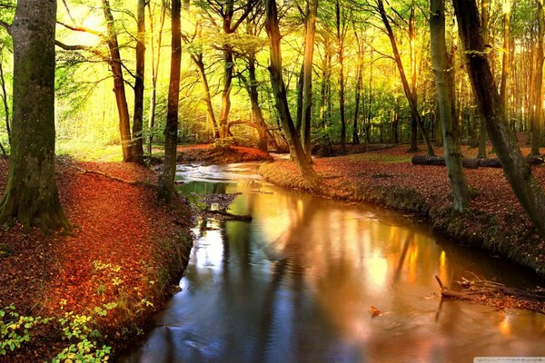 Bellissimo paesaggio autunnale nella foresta