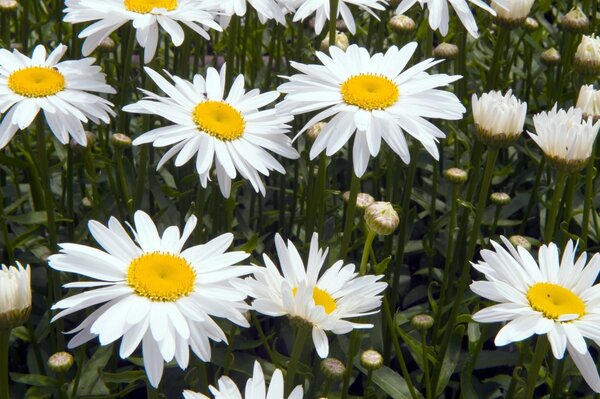 Flowerbed with white chamomile flowers