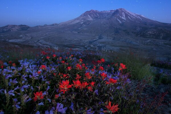 Blue and red Flowers on the background of mountains at night