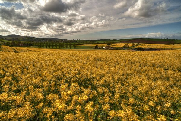 Flores amarillas en todas partes bajo un cielo nublado