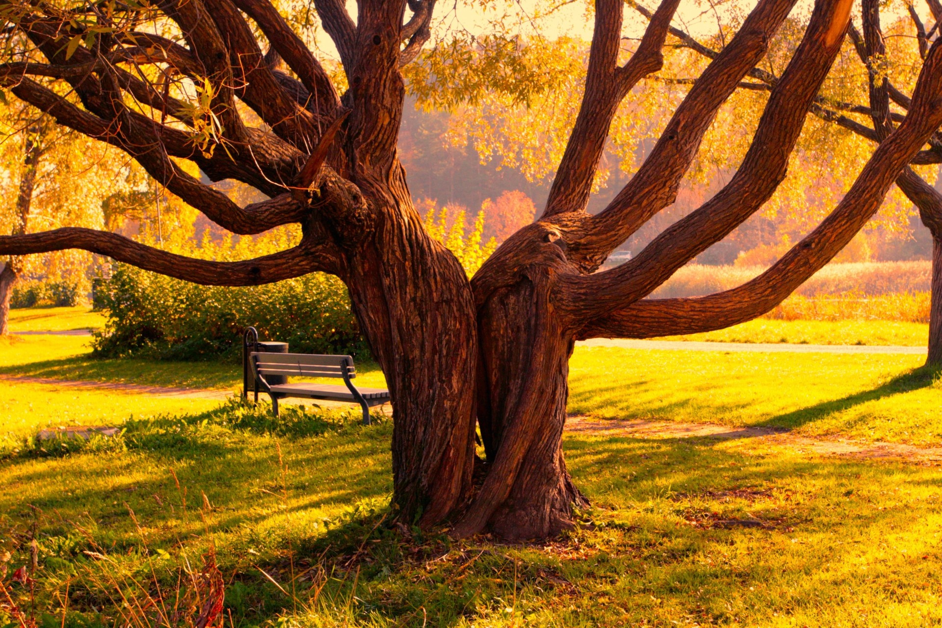 tree plexus halves bench