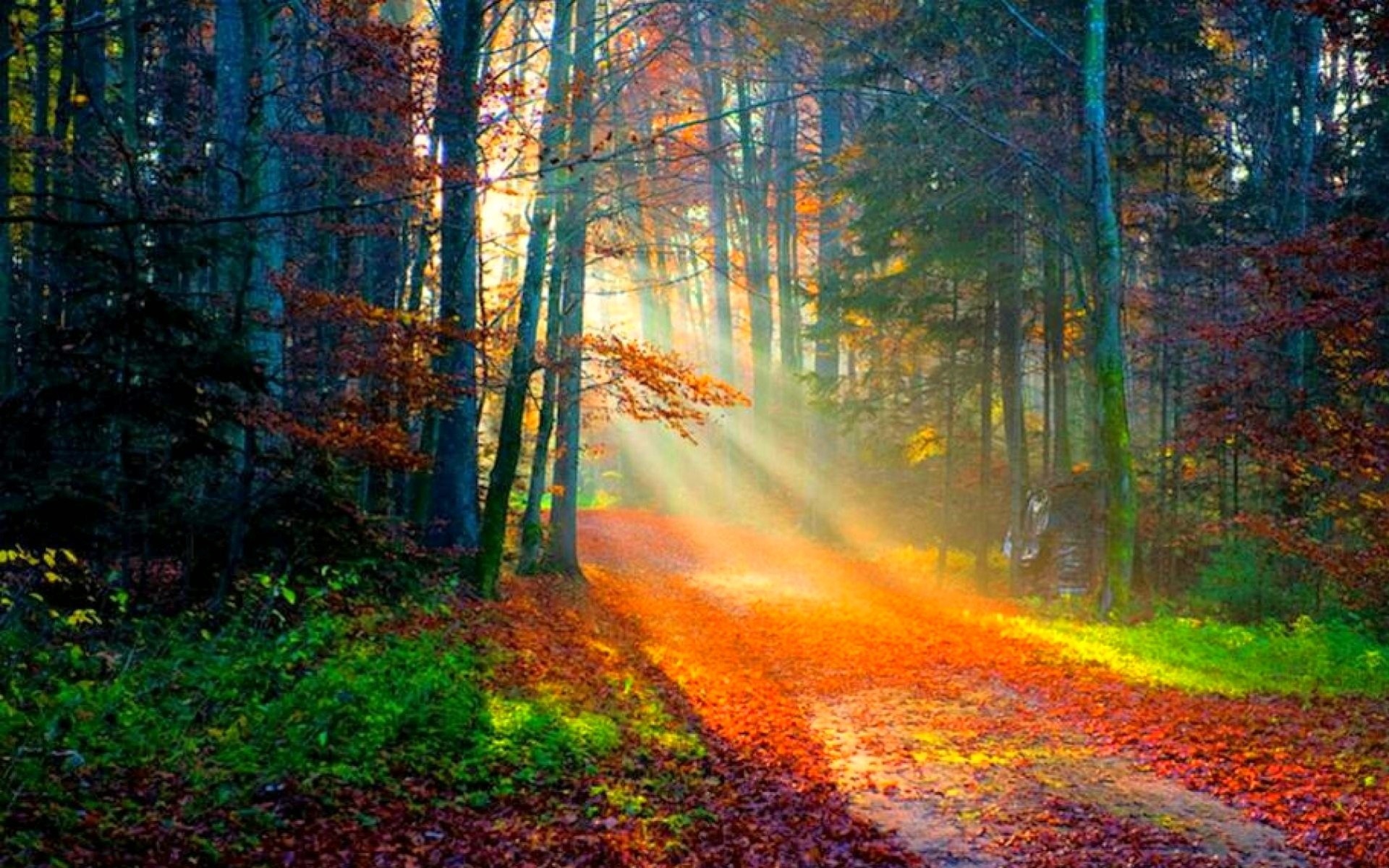 autumn forest sunlight