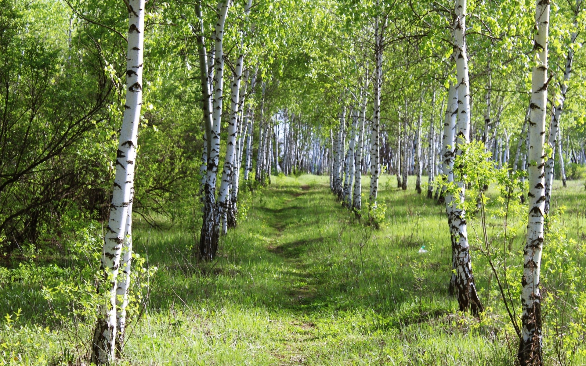 foresta erba estate betulla giorno bellezza boschetto