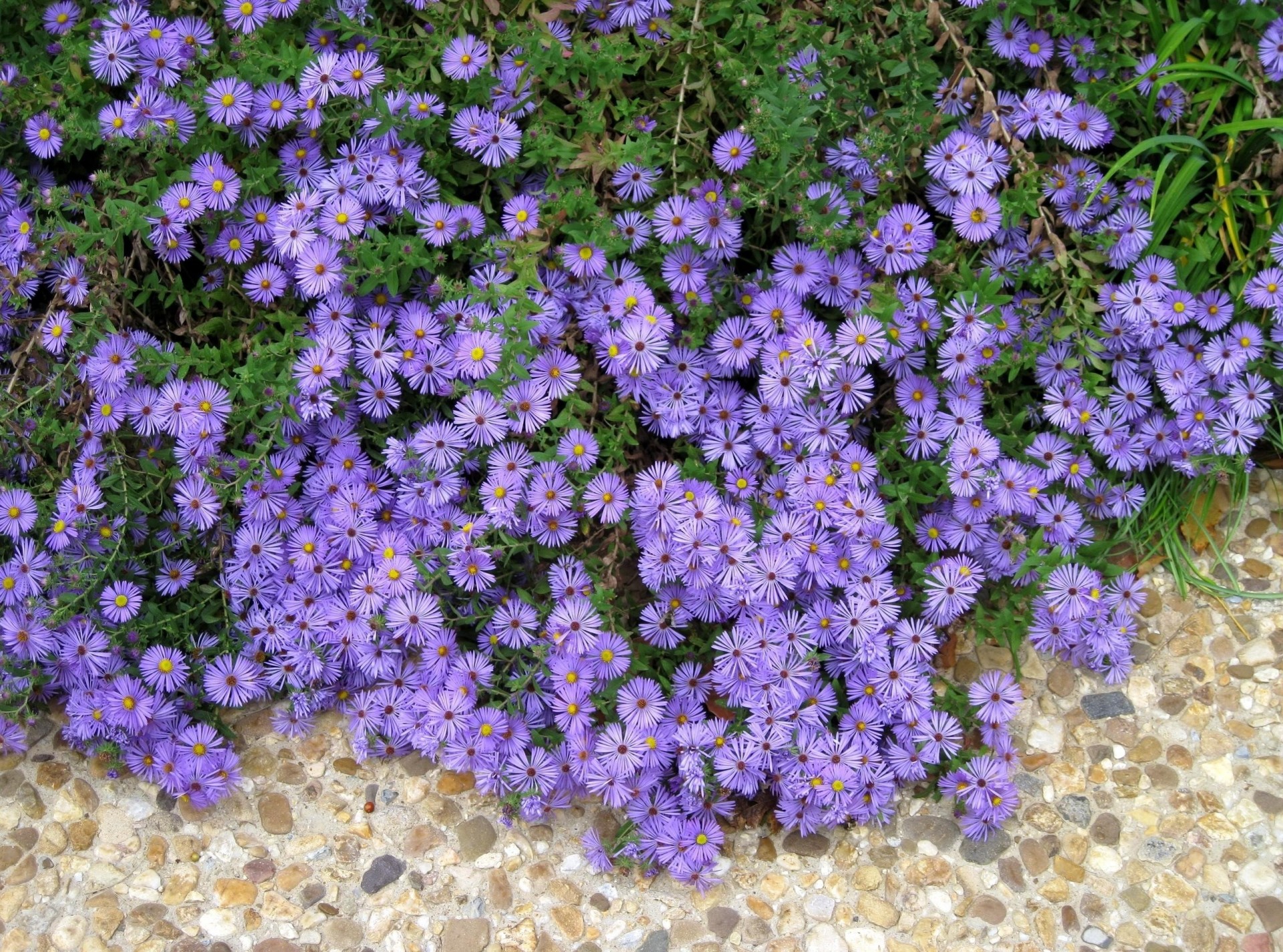 piedras parterre lila flores camino