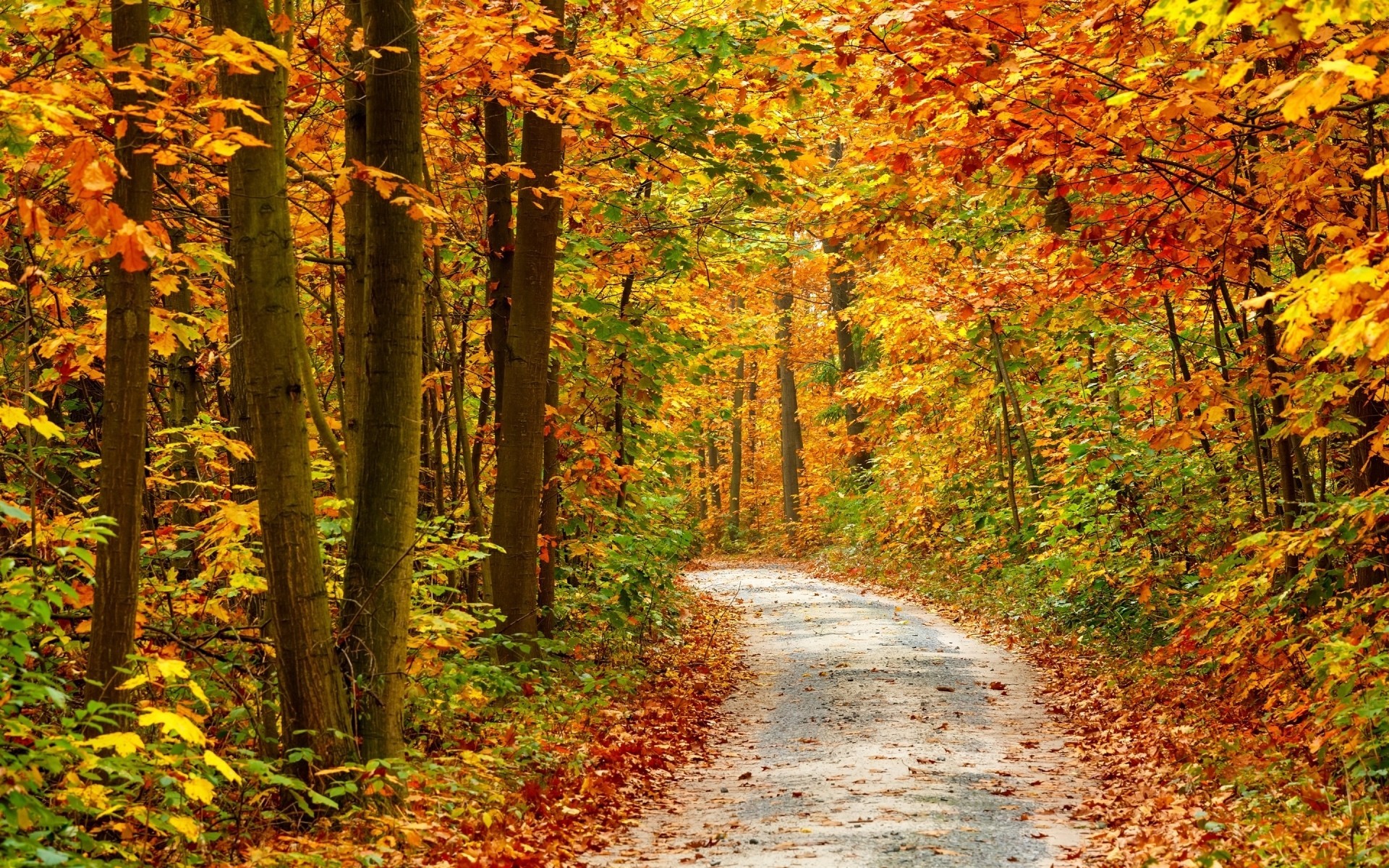 otoño hoja árboles estaciones camino