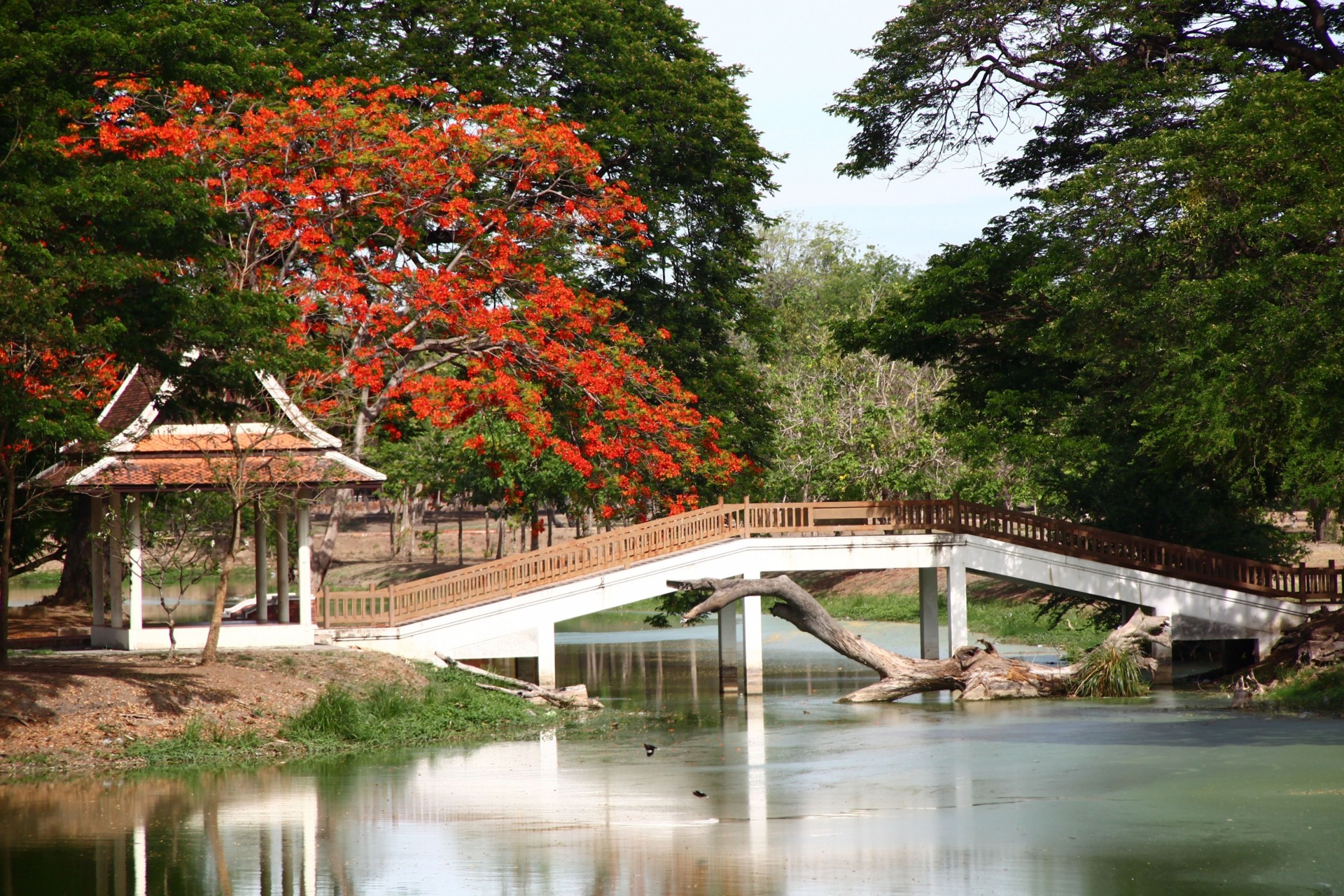 laube treibholz tokio brücke