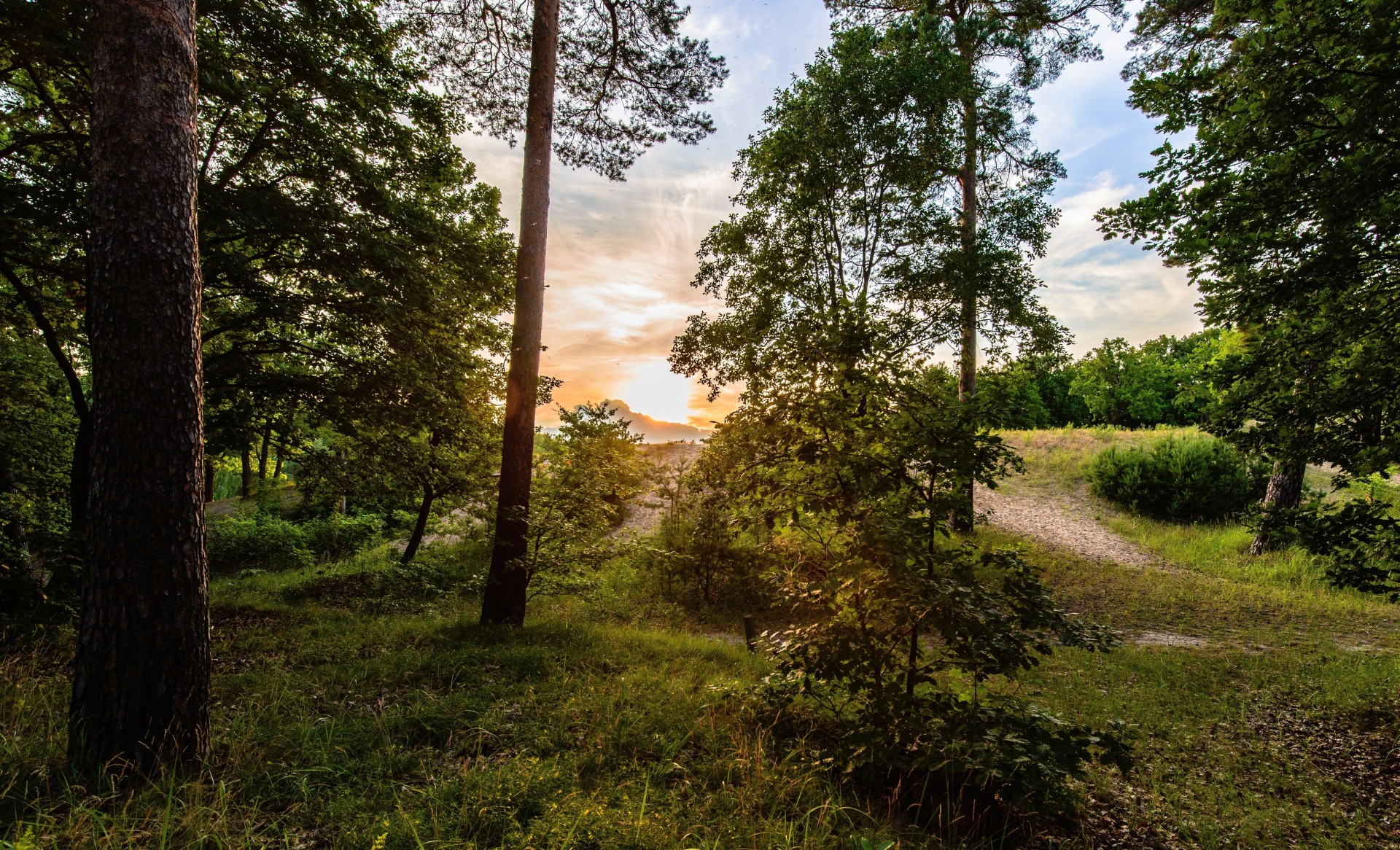 alberi erba foresta fogliame sentiero