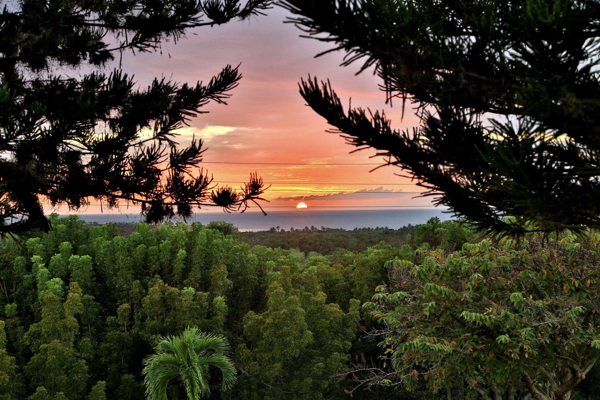 puesta de sol árboles bosque cabo rojo sol puerto rico horizonte