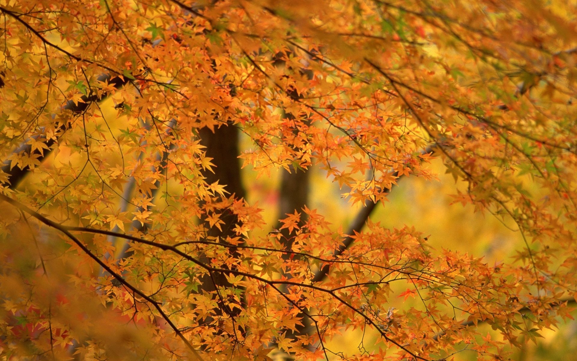 follaje naranja fondo árboles palmeras otoño