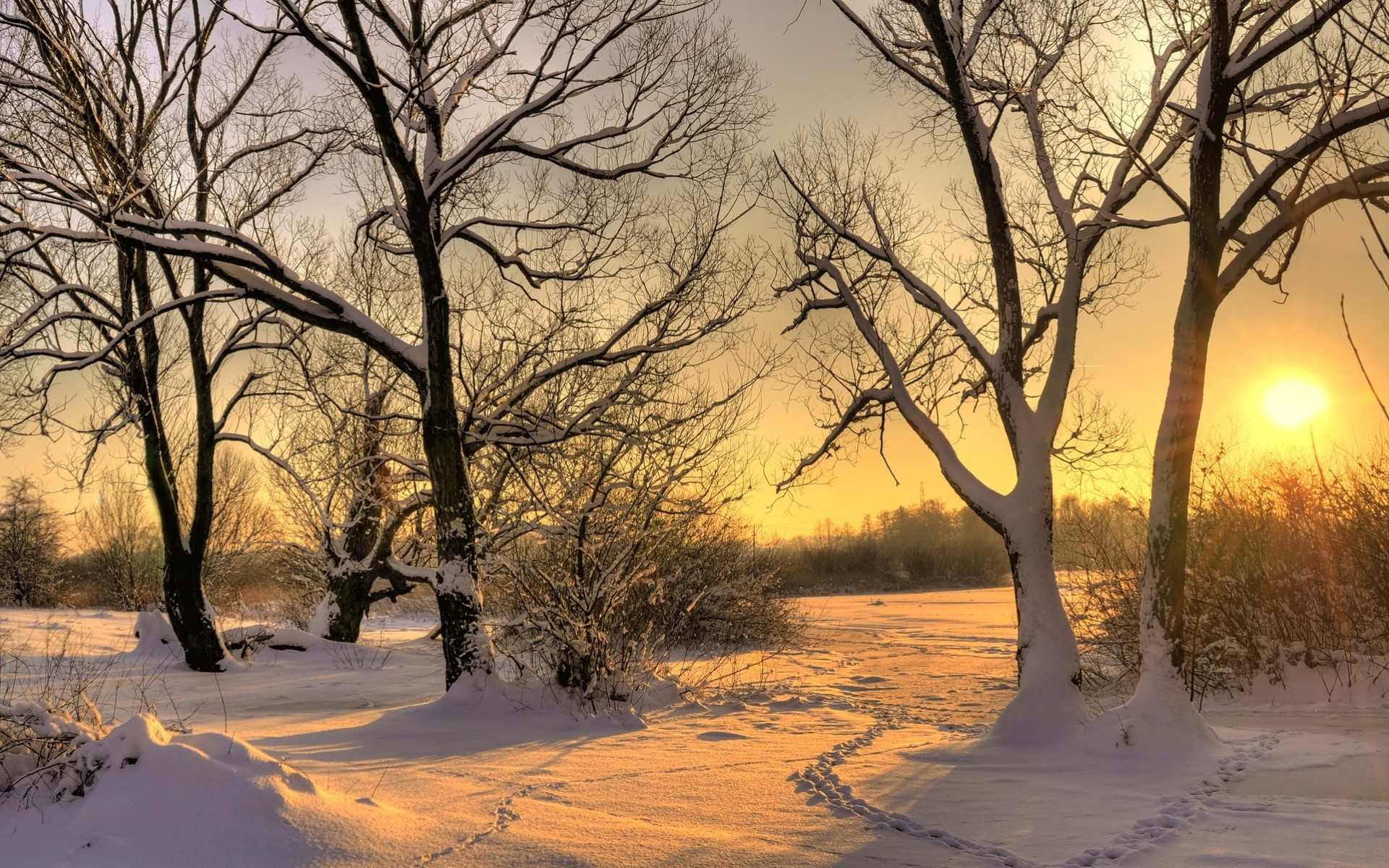 arbres paysage hiver coucher de soleil