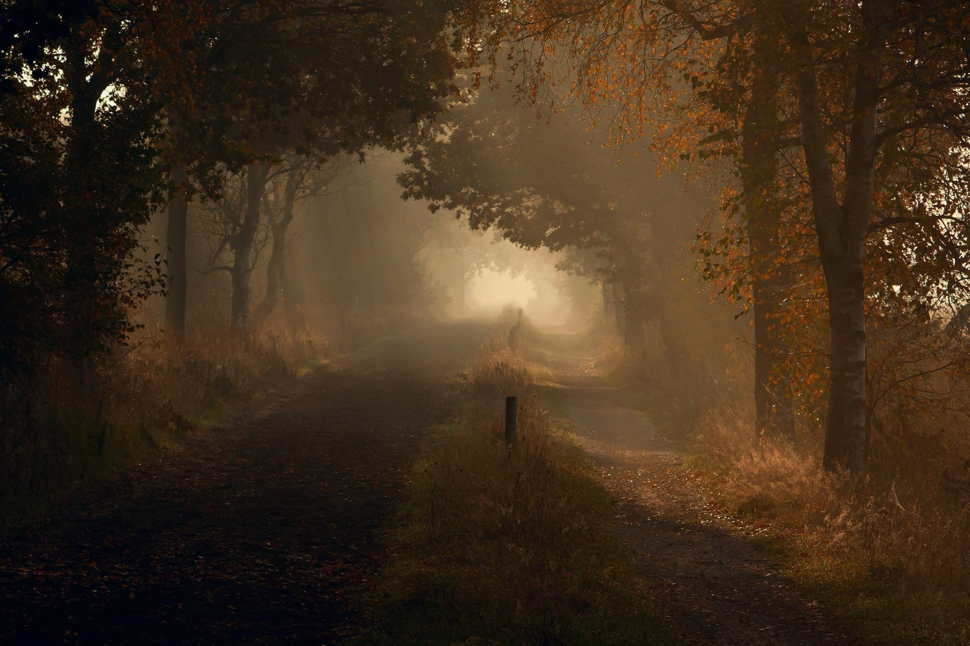 tombe nature lumière matin route automne