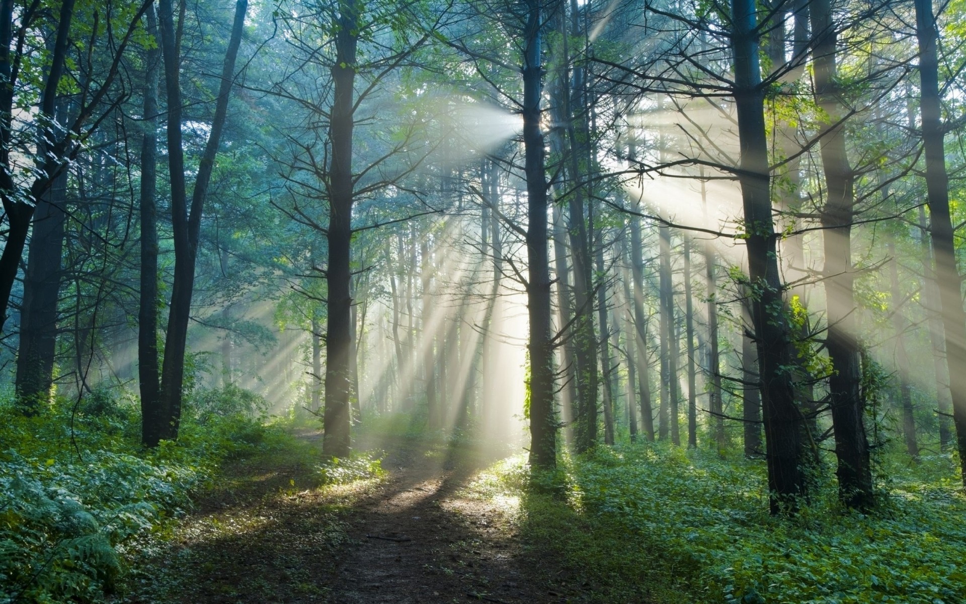 natura raggi estate luce mattina foresta sole squadrone