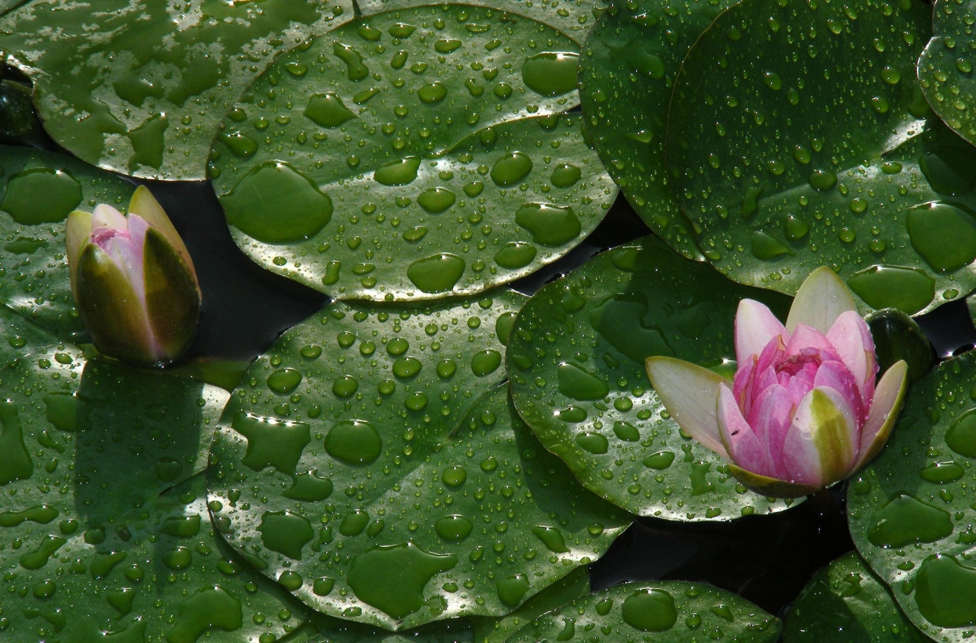 seerosen blatt fällt knospen wasser