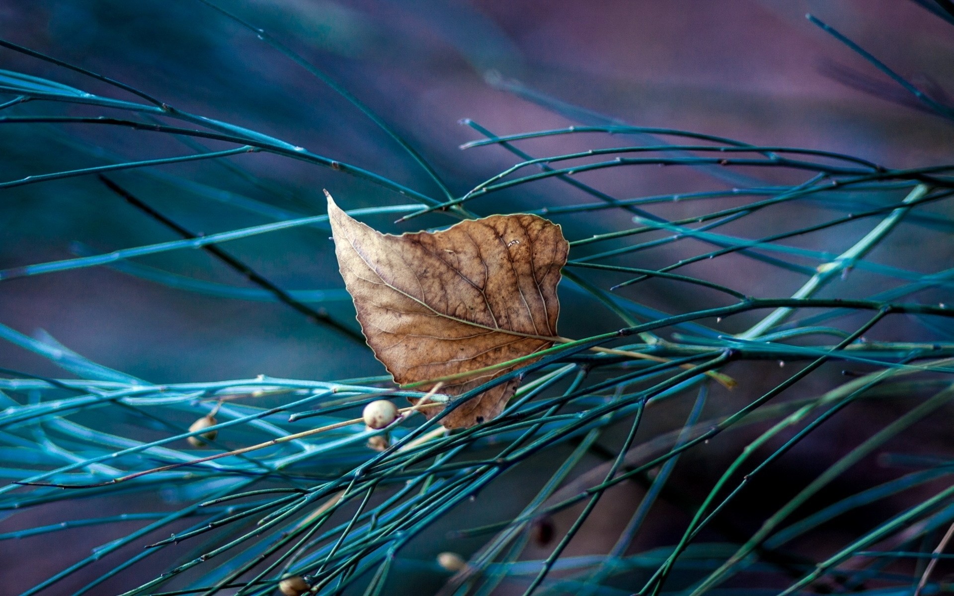 blatt herbst bäume makro