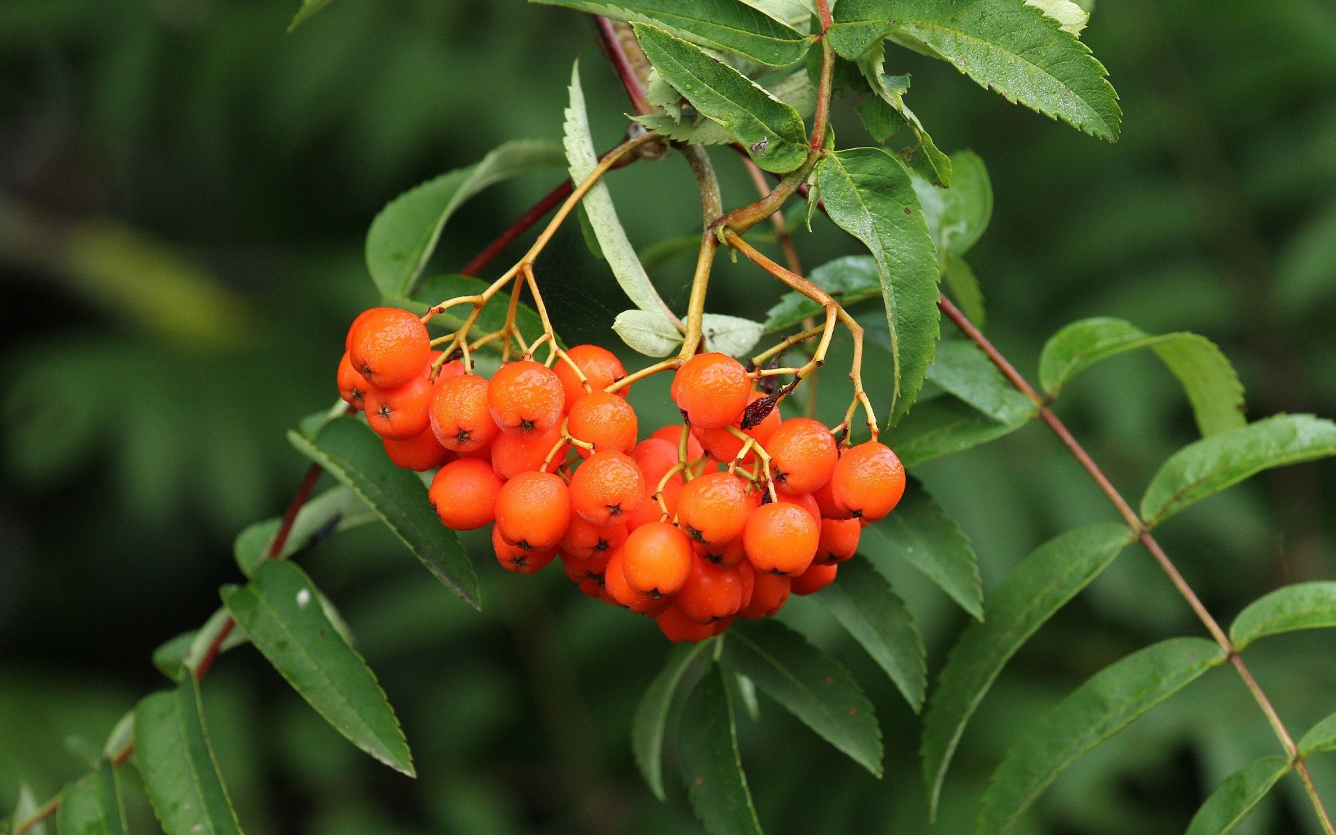 blatt eberesche beere