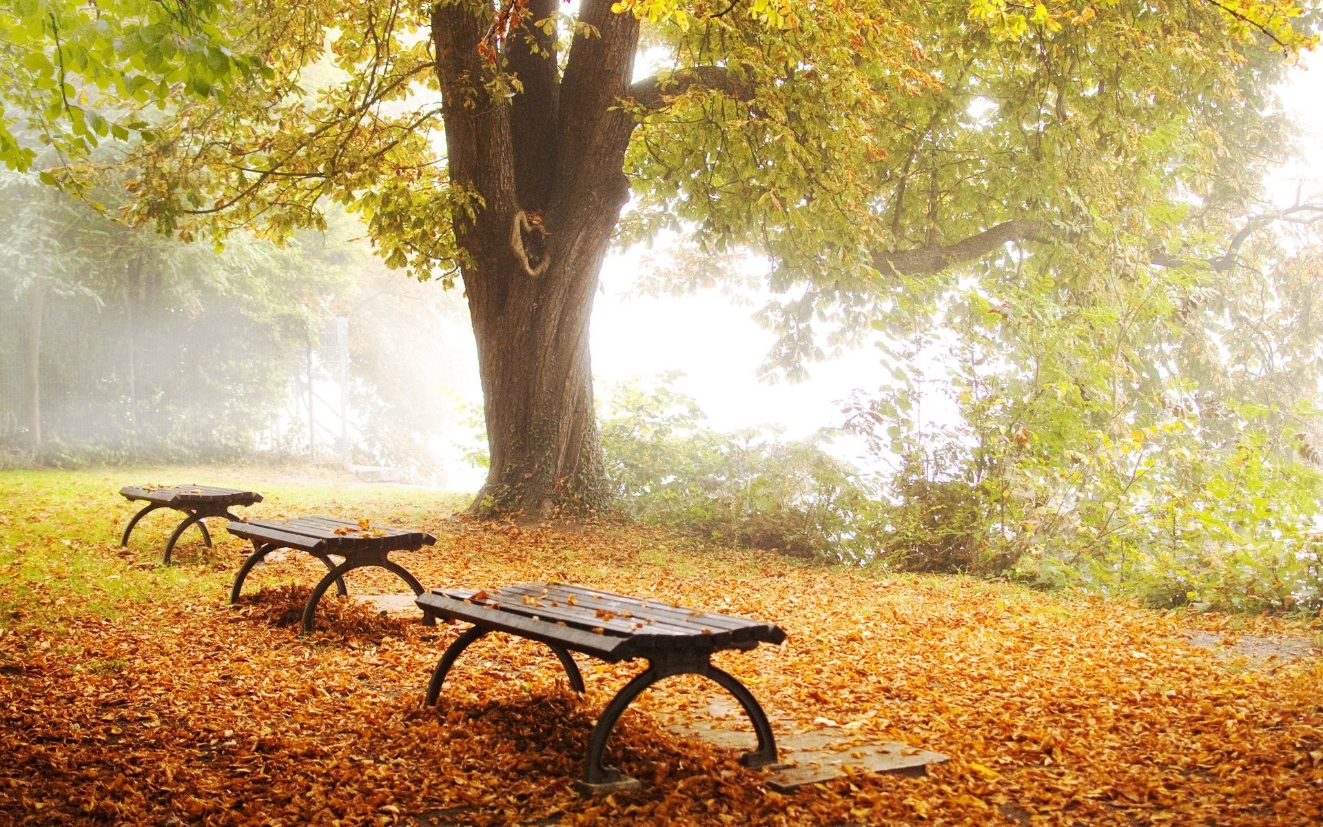 geschäft laub baum park natur geschäfte herbst