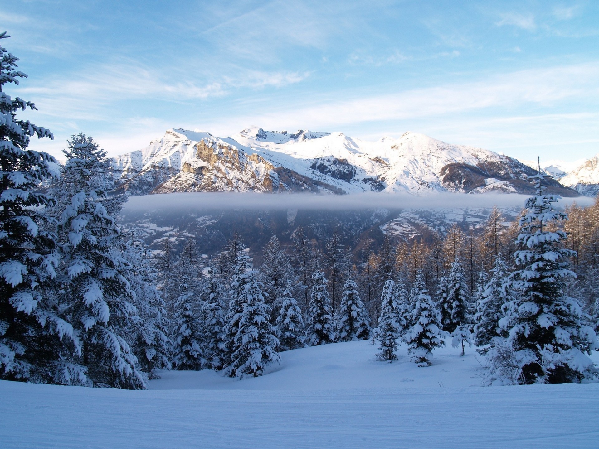 cucciolo nebbia foresta neve montagna inverno