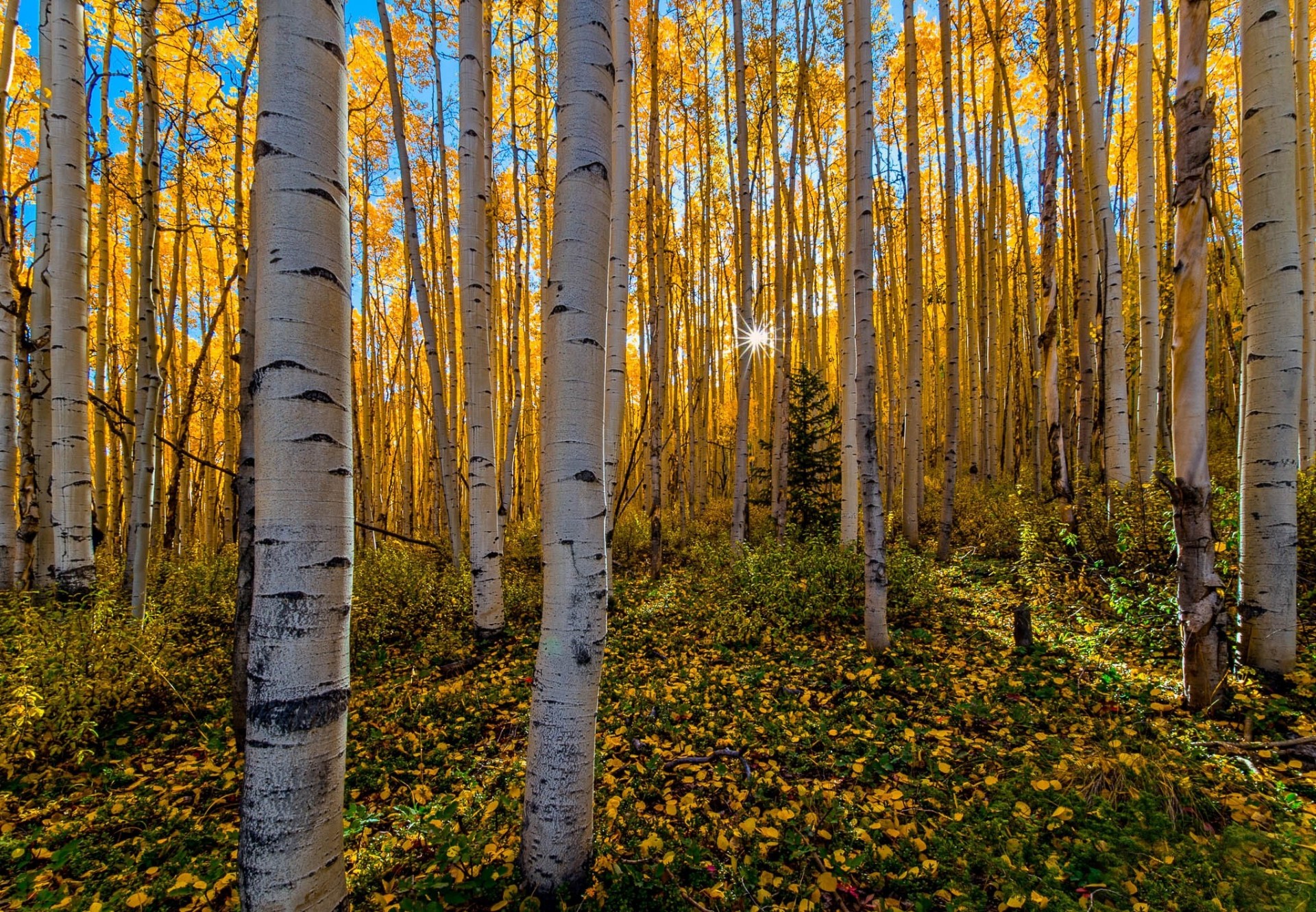 autunno sole raggi foresta betulla