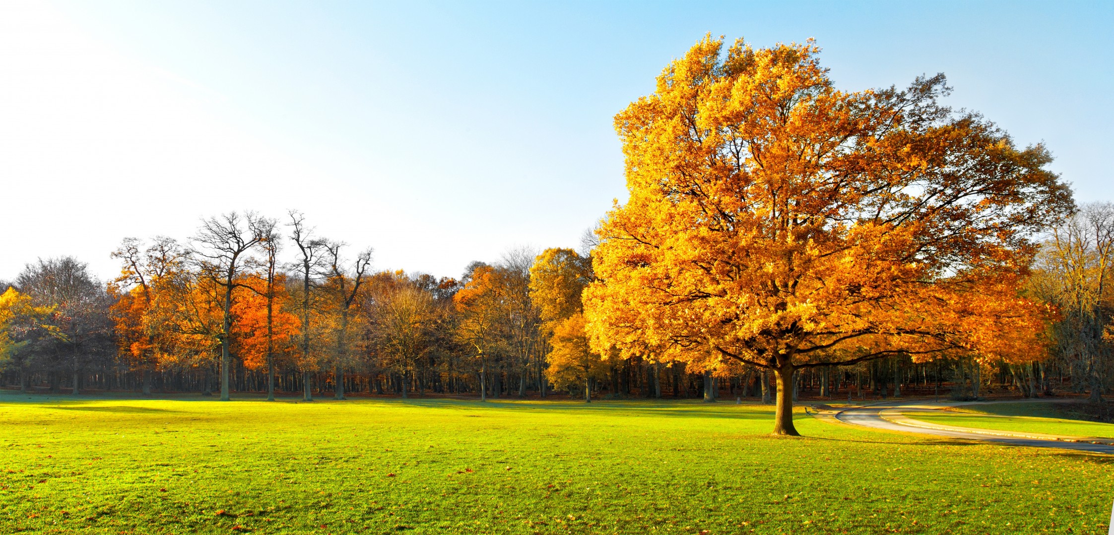 autumn trees panorama nature landscape beautiful supplie