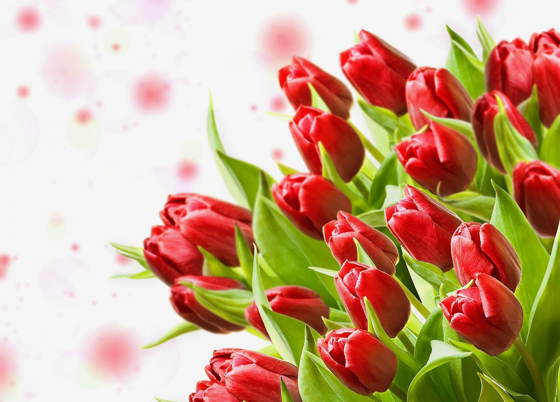 bouquet tulipes gros plan fleurs