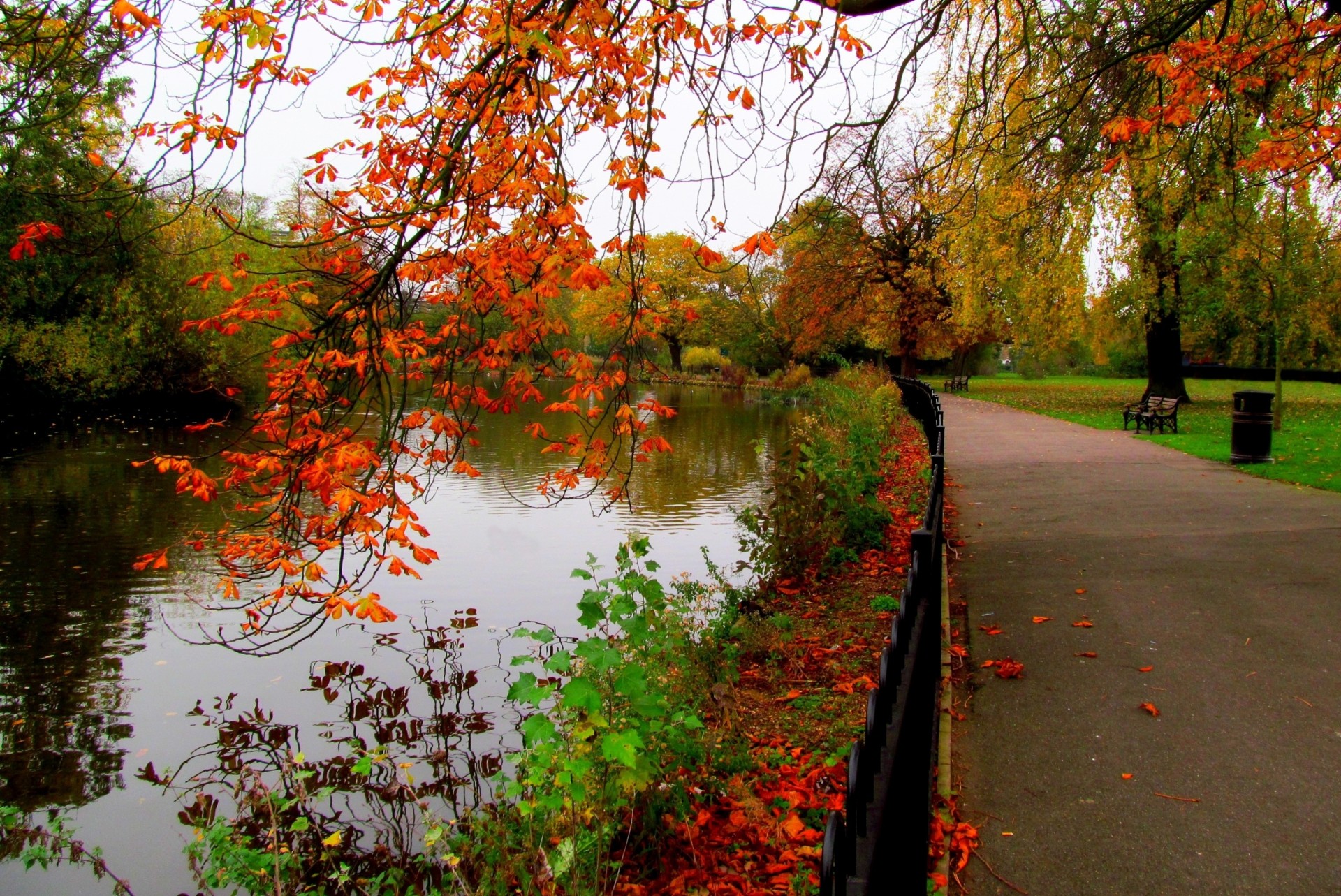 rivière nature palmiers forêt allée feuille automne parc promenade