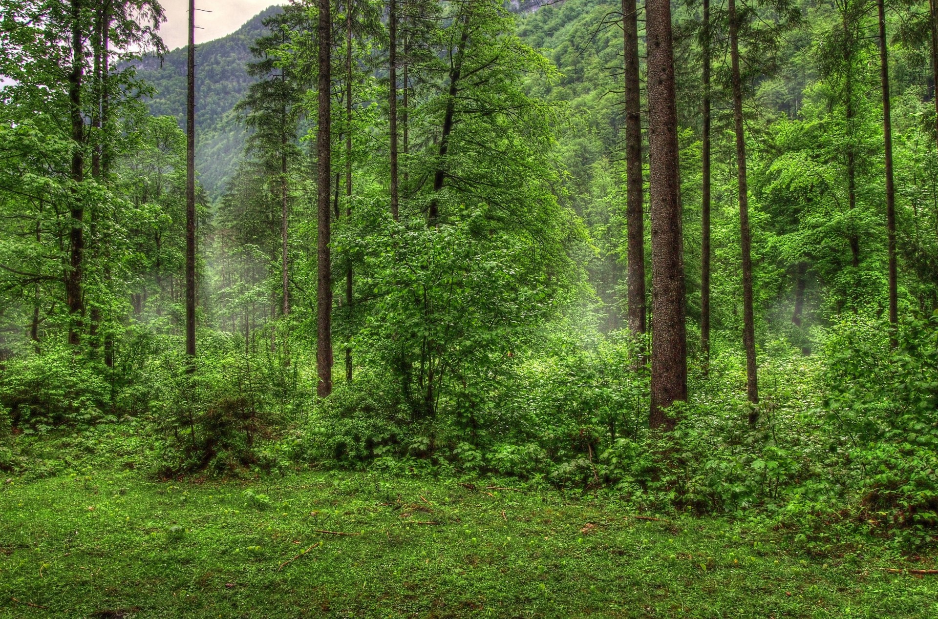 arbres herbe forêt nature