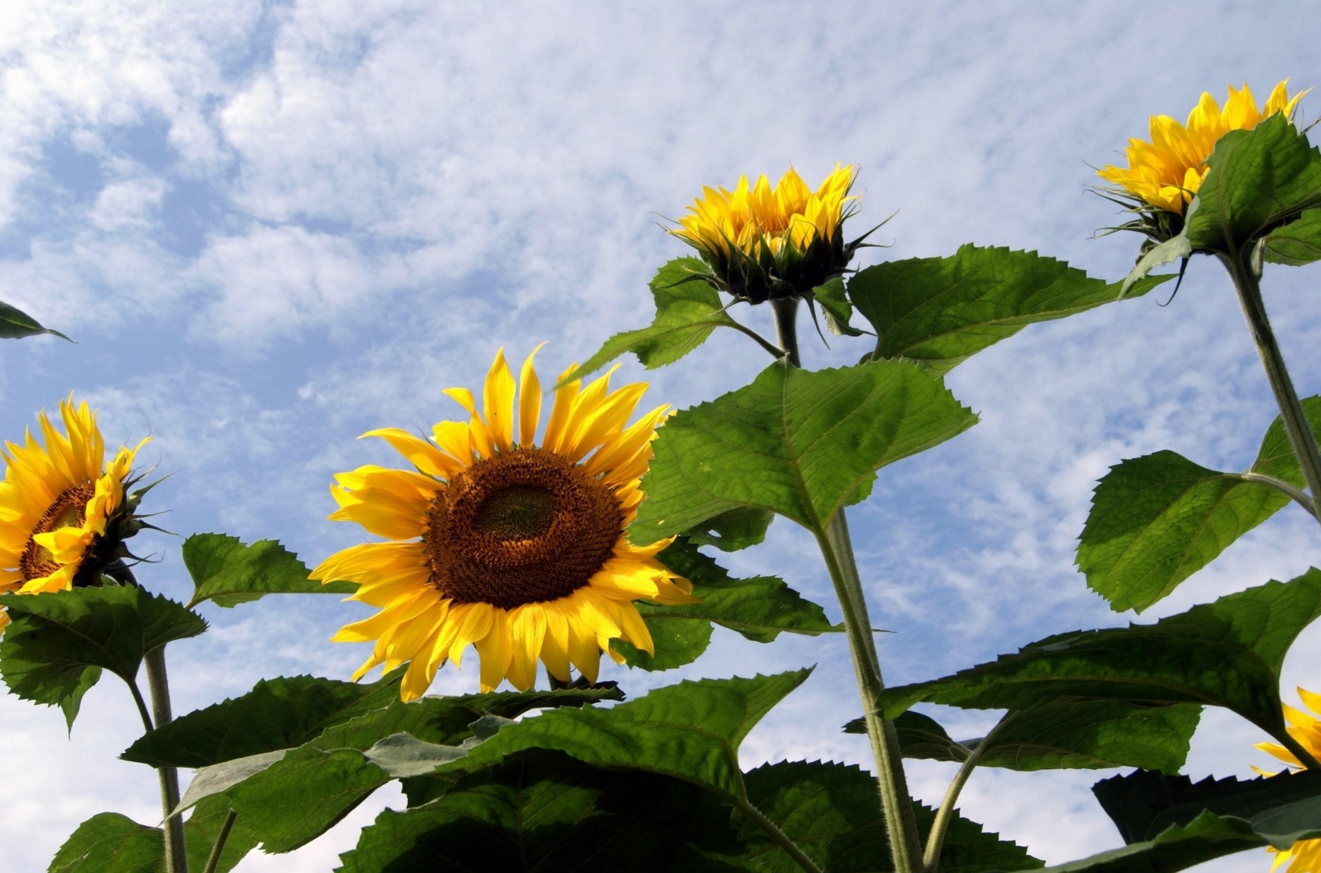 campo cielo girasoles verano nubes