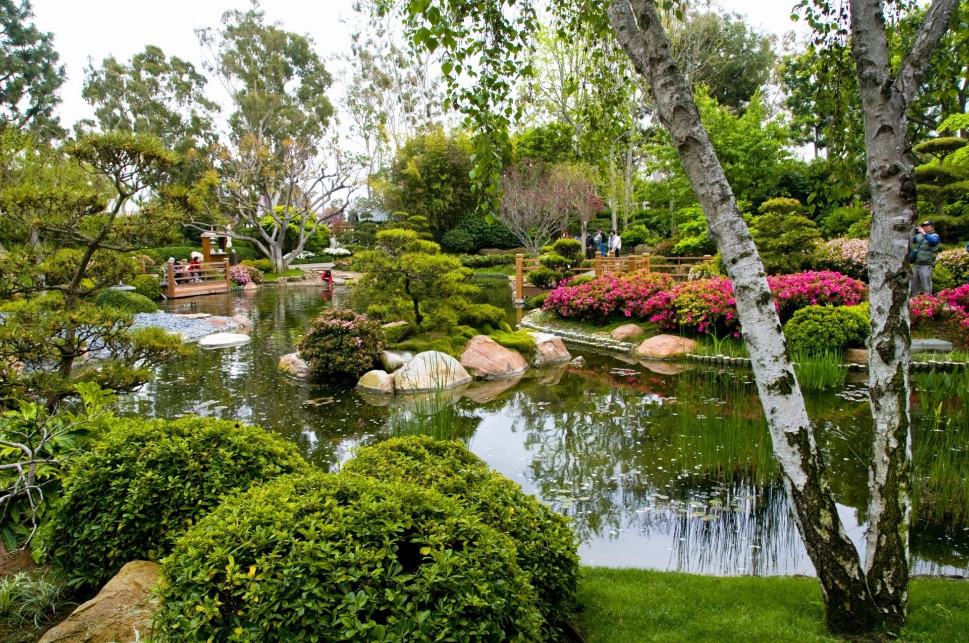 estanque árboles abedul campistas vegetación jardín