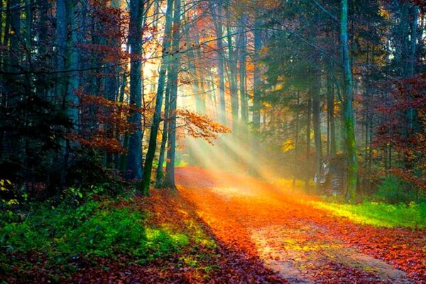 Осенняя опушка освещенная ярким солнечным светом
