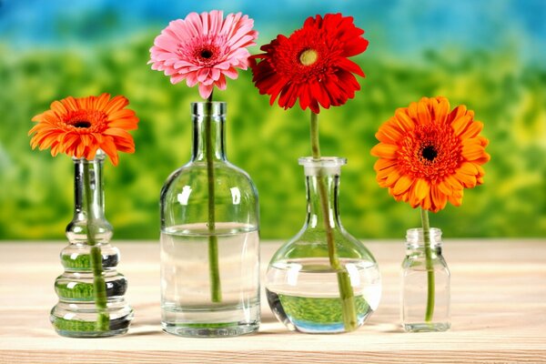 Different bottles and Gerbera flowers