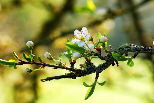 Blumen blühen im Frühling auf Zweigen