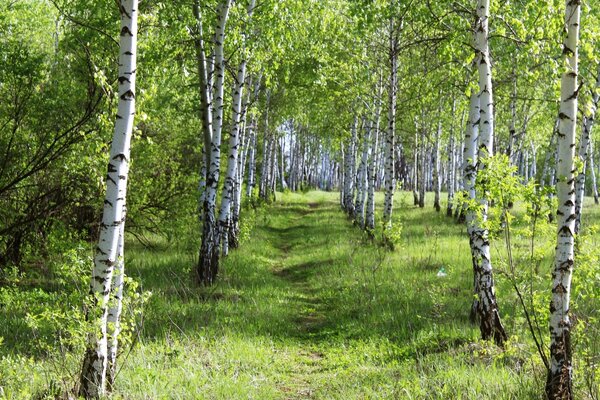 Sendero forestal a lo largo de abedules jóvenes