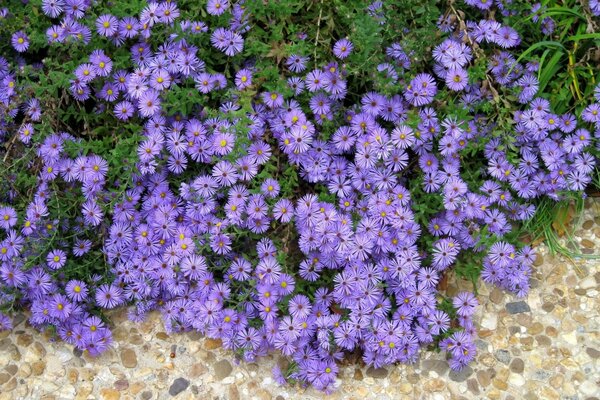 Fleurs lilas sur un chemin de pierre