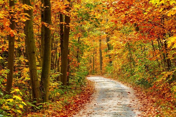 Paisaje de otoño con carretera y follaje amarillo