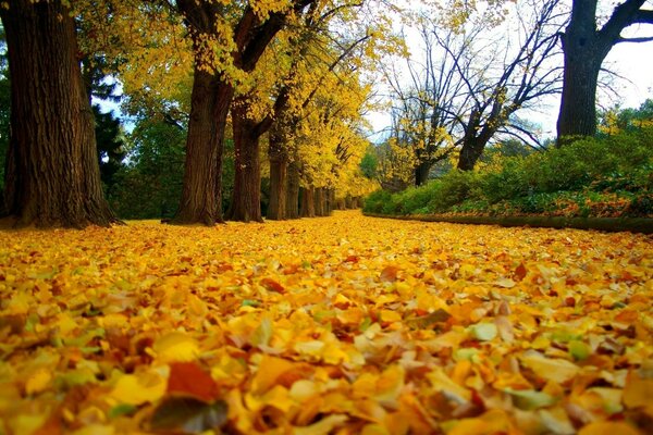 Ein Spaziergang durch den goldenen Herbstpark auf dem Laub