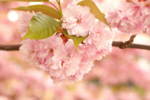 Pink cherry blossom close-up