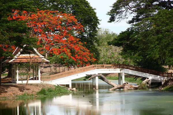 Bridge over the river surrounded by lush foliage of trees