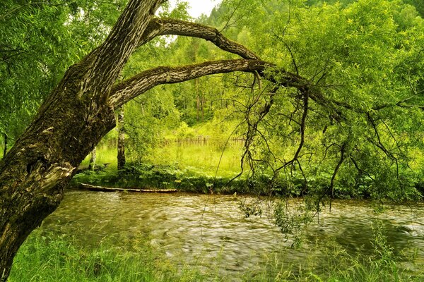 Grüner Pagaz mit Fluss und Bäumen