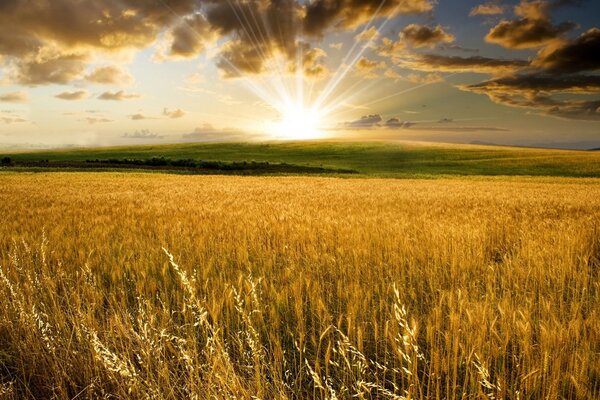 Paisaje de campo con trigo en el fondo de la puesta de sol