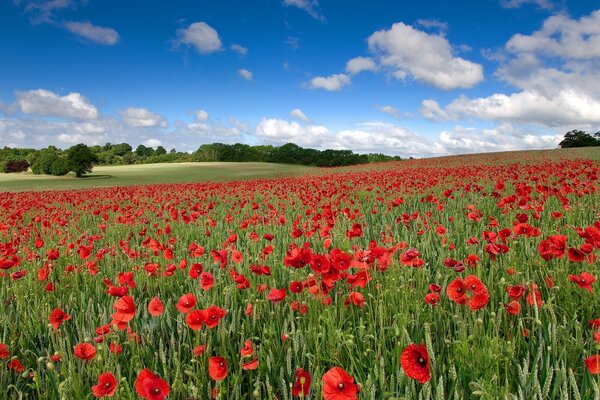 Ein Feld von hellen Mohnblumen und blauem Himmel