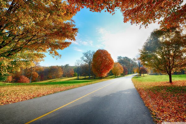 Straße, Strecke. Herbstwald. Gelbe Blätter