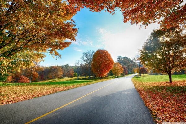El camino, la pista. Bosque de otoño. Hojas amarillas