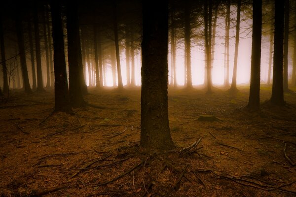 Foresta oscura, nebbiosa e misteriosa