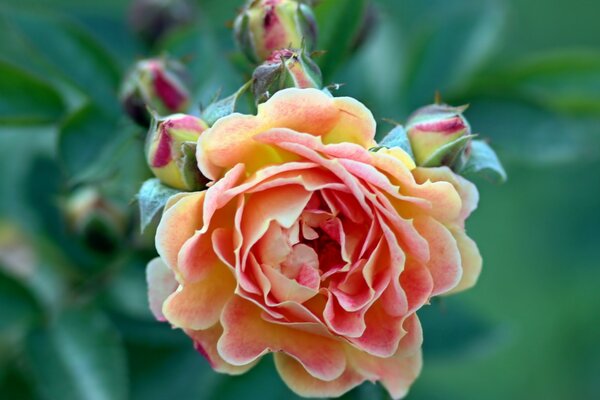 Pąki i różowy kwiat róży