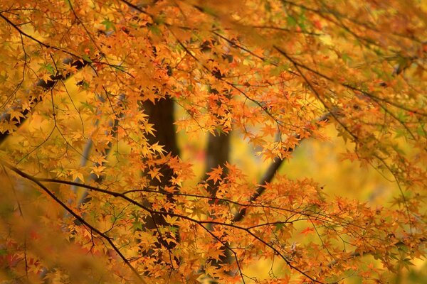 Autumn orange background of trees