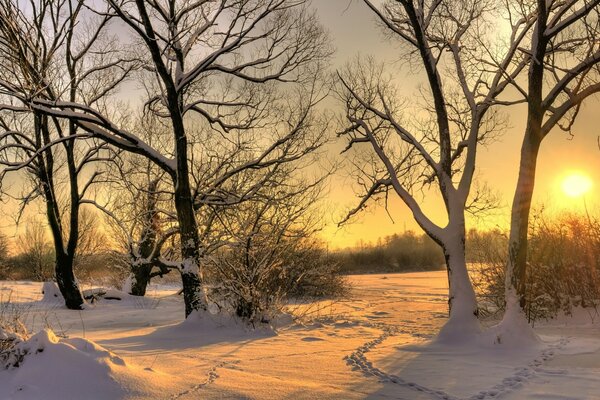 Paysages d hiver et arbres