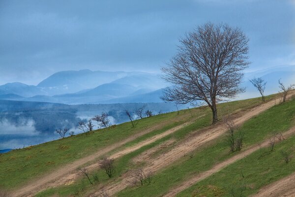 Pendiente con un árbol en el fondo de las montañas